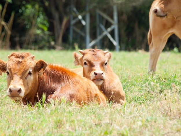 Photo calves sitting on grassy land