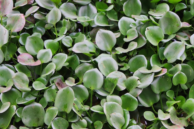 Camalote drijvend in de parana rivier