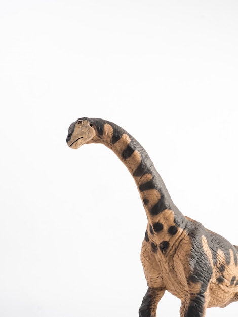 Camarasaurus Dinosaur on white