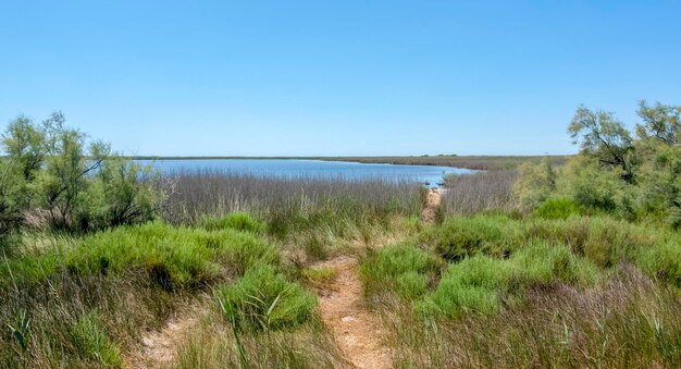 Camargue in France