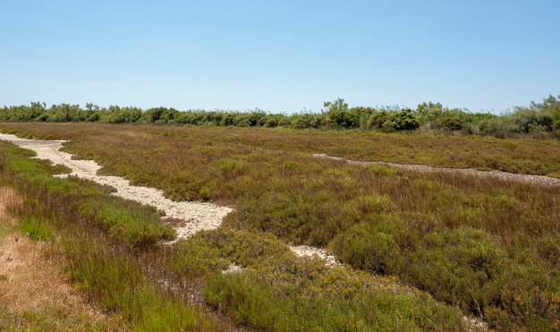 Photo camargue in france