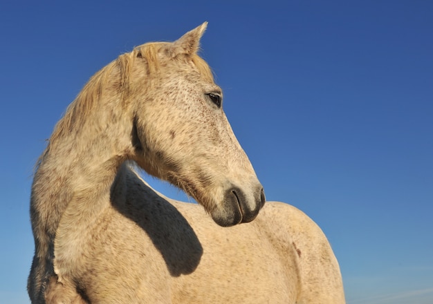 Камаргская лошадь