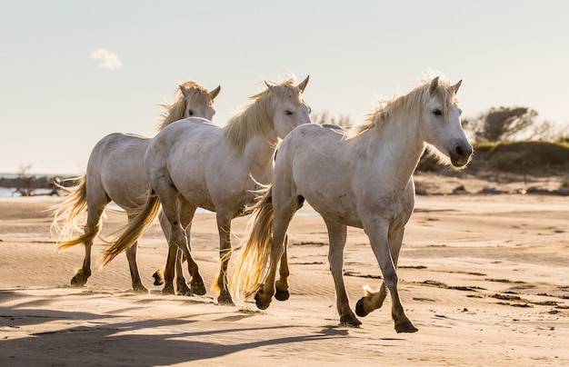 カマルグの馬が砂に沿って美しく走っています