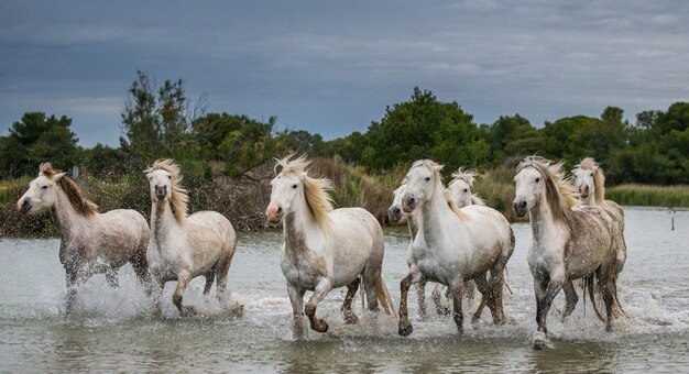 カマルグの馬はラグーンの水に沿って美しく走っています