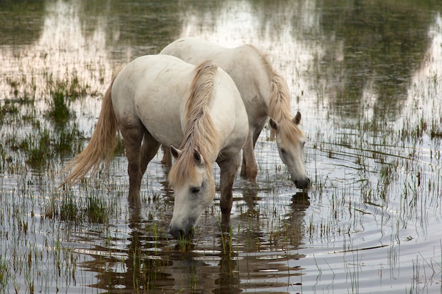 Camargue horses