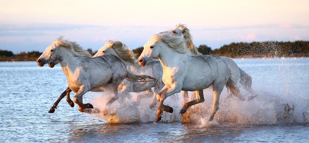 Camargue-paarden rennen prachtig langs het water in de lagune