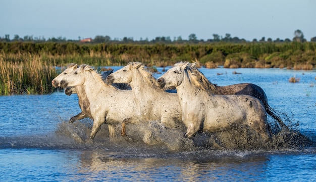 Camargue-paarden rennen prachtig langs het water in de lagune