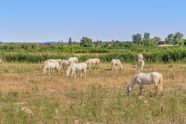 Camargue paarden