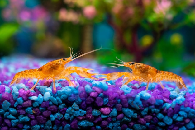 Cambarellus patzcuarensis orange mating games of freshwater dwarf crayfish in a home aquarium