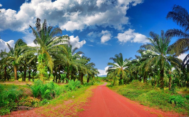 Foto piantagione in cambogia