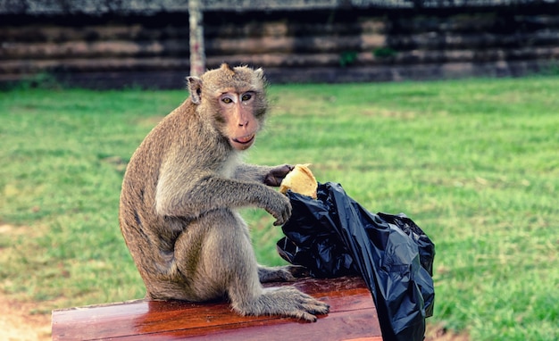 Cambodian long-tail monkey