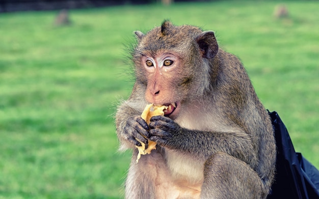 Cambodian long-tail monkey