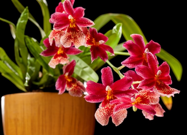 Cambria. red and white flower orchid