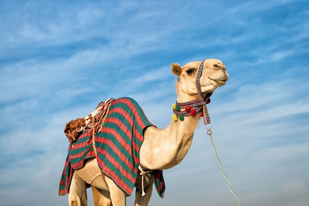 Camel against blue sky. camel is traditional arab deser animal