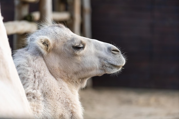 camel in an aviary at the zoo