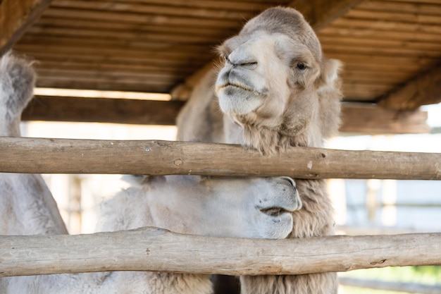 動物園の鳥小屋のラクダ