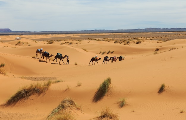 Караван верблюдов идет по пустыне