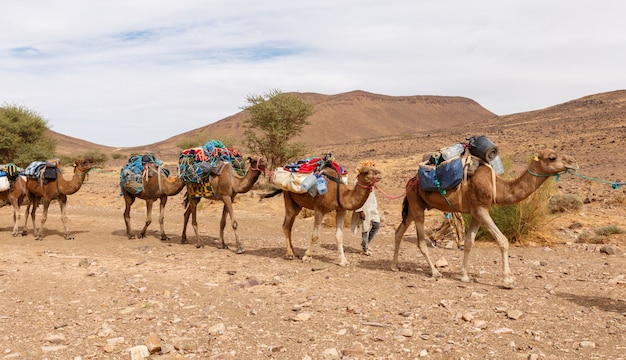 Camel caravan going through the desert