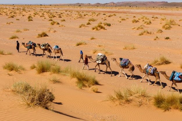 사하라 사막에서 낙타 캐러밴