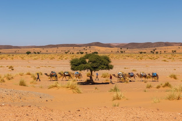 Carovana di cammelli nel deserto del sahara