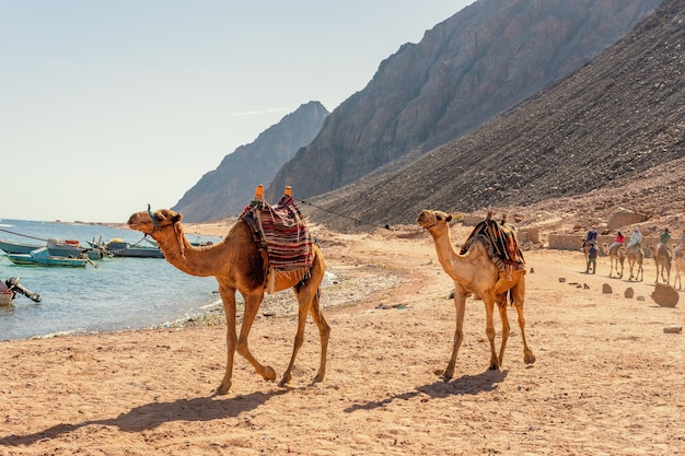 관광객을 위한 낙타 캐러밴 이집트 다합에서 낙타를 타고 베두인 사파리 타기