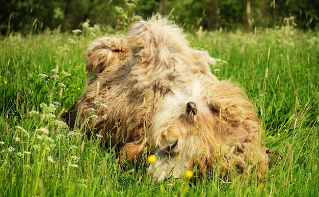 Photo camel chewing food with open mouth lying isolated on green grass, summer time