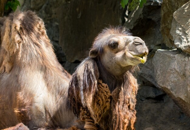 Camel close up in zoo. sunny summer day.