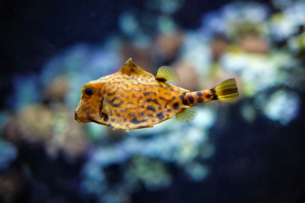 Camel cowfish tetrosomus gibbosu fish underwater in sea