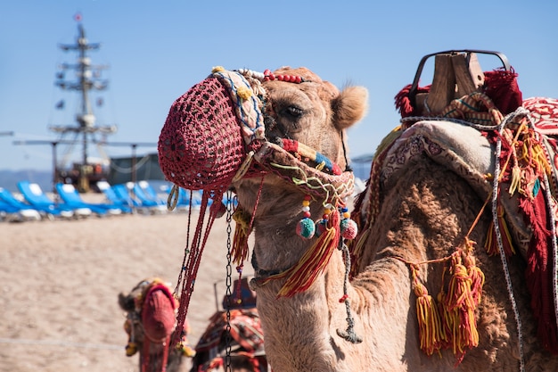 A camel, decorated with tassels, beads and ornaments