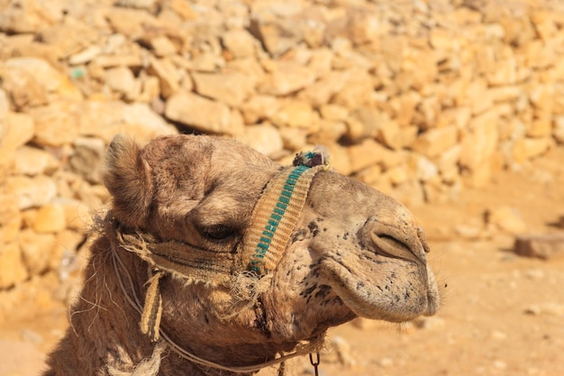 Camel in the desert Closeup