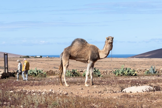Camel in the desert, Fuerteventura, Canary Islands, Spain