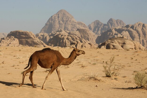 Foto cammello sul paesaggio del deserto contro il cielo