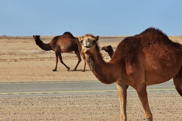 Premium Photo | The camel in the desert, saudi arabia