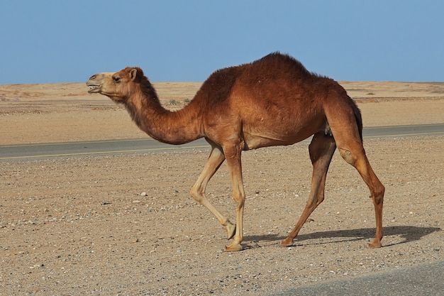 Photo the camel in the desert, saudi arabia