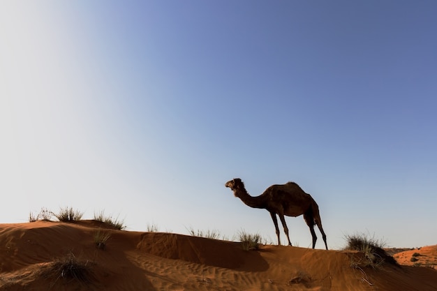 Camel in a desert under sunlight.