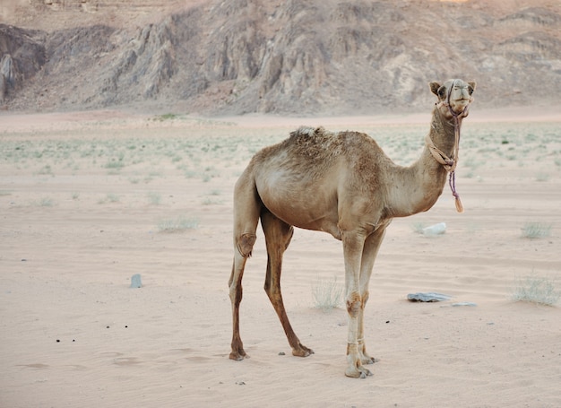 camel in the desert