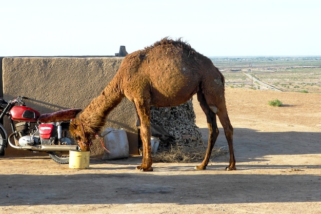 Camel drinking water and desert landscape