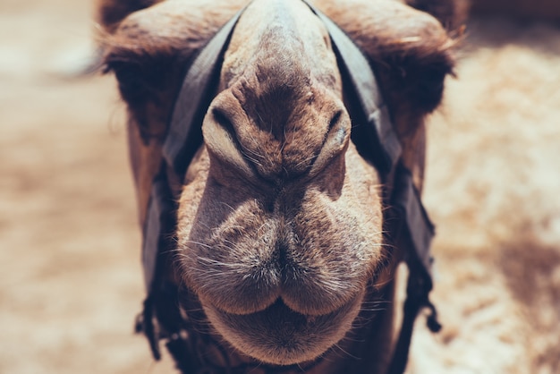 Camel face close-up