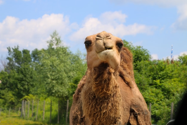 Camel Face 