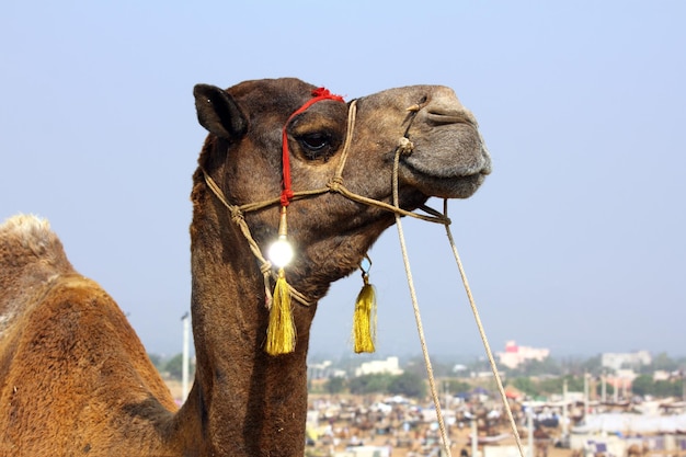 Camel during festival in Pushkar