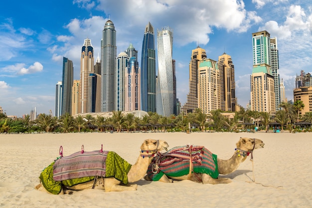 Camel in front of Dubai Marina