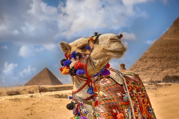 Camel in front of the pyramids Egypt Cairo