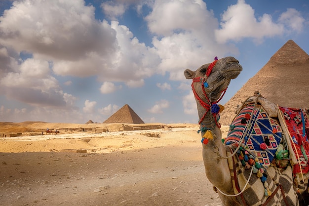 Camel in front of the pyramids Egypt Cairo