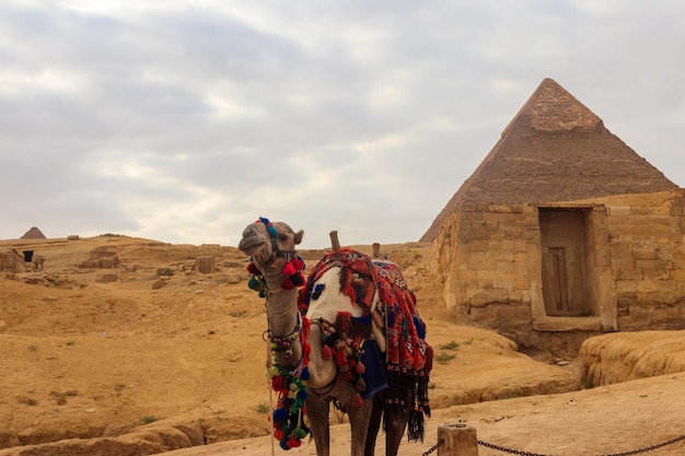 Верблюд на фоне пирамиды Гизы