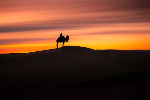 Camel going through the sand dunes on sunrise, Gobi desert Mongolia.