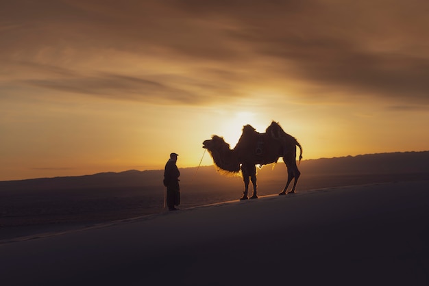 Camel going through the sand dunes on sunrise, Gobi desert Mongolia.