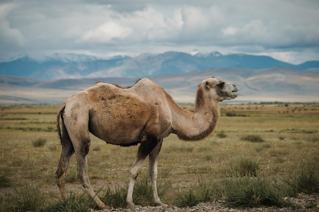 A camel grazes in the steppe of the Altai Mountains