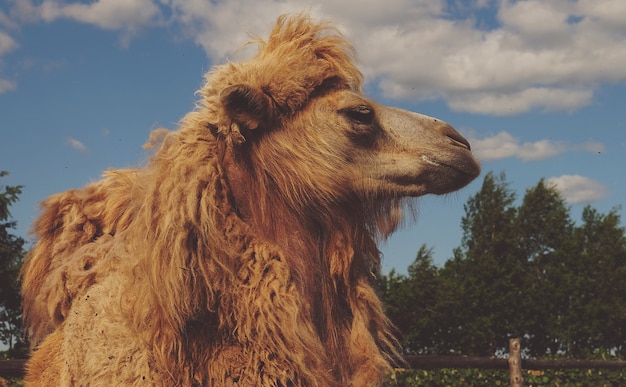 Photo camel on green grass, summer time