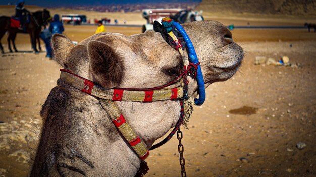 Photo camel head close shot happy