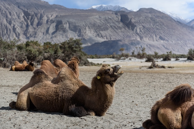 Camel in hunder sand dunes with daylight